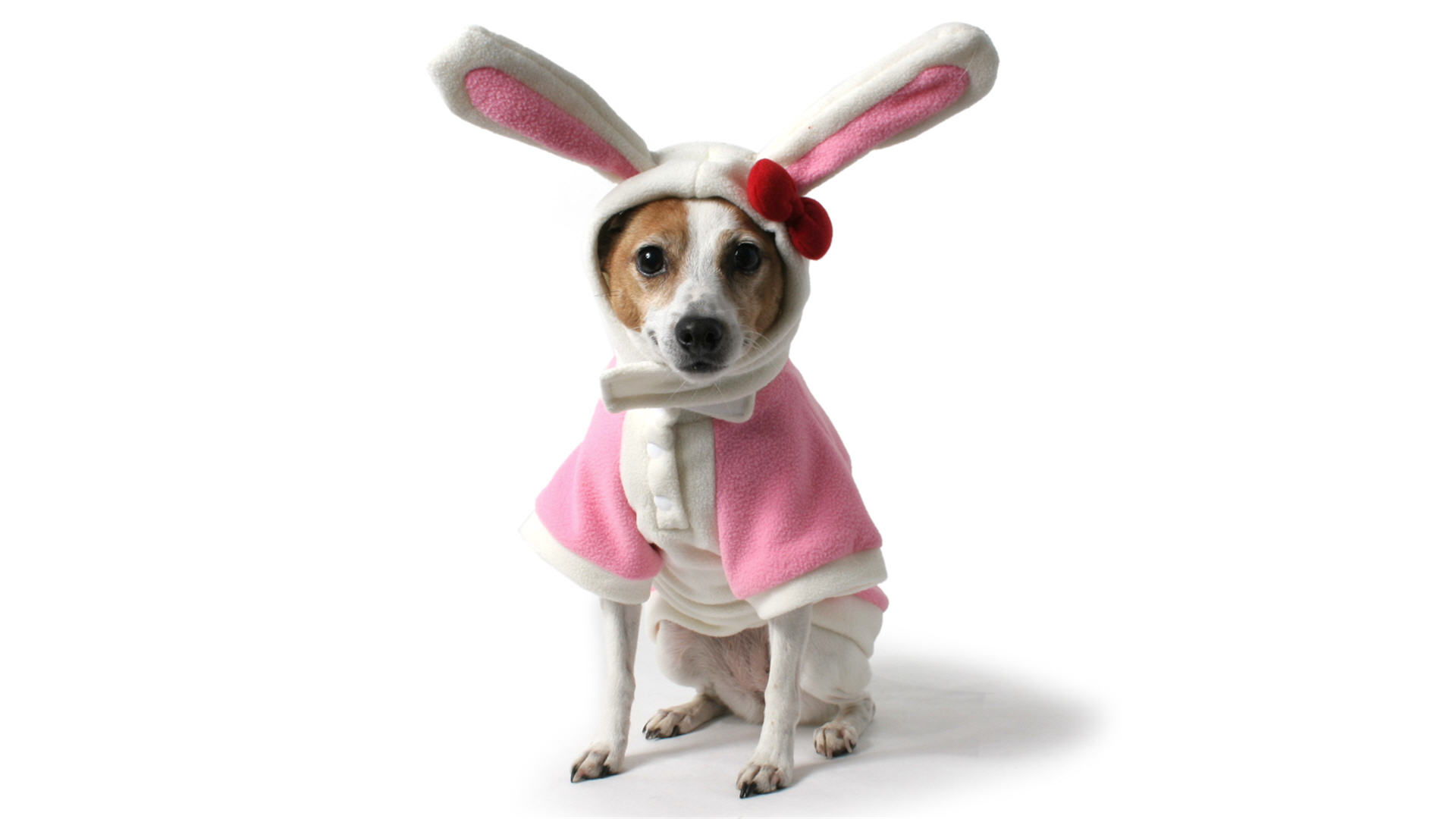 Avoiding Easter Dangers PetExpress Animal Transport