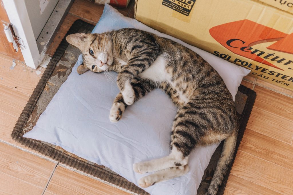 Cat