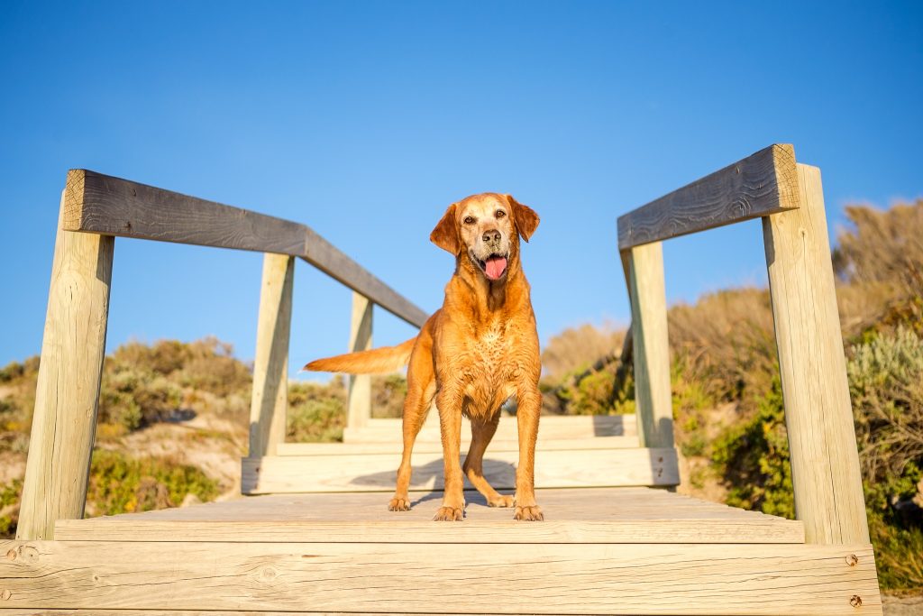 pet travel frequently asked questions
