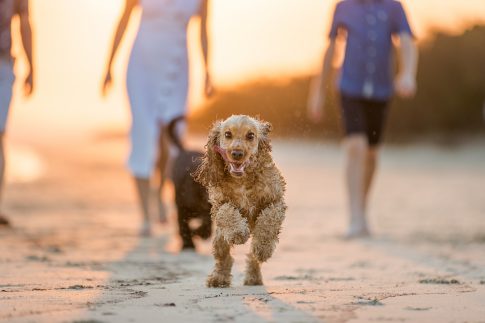 happy dog running on the beach after using Pet Express expert dog transport services.