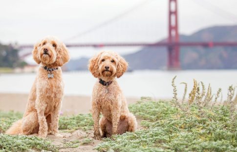 pets in san francisco