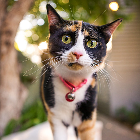 Shipping a outlet cat across country