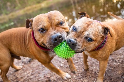 International Pet Shipping Dogs playing with a green ball