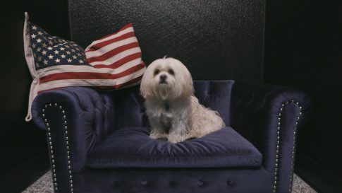 Domestic Pet Transport in USA