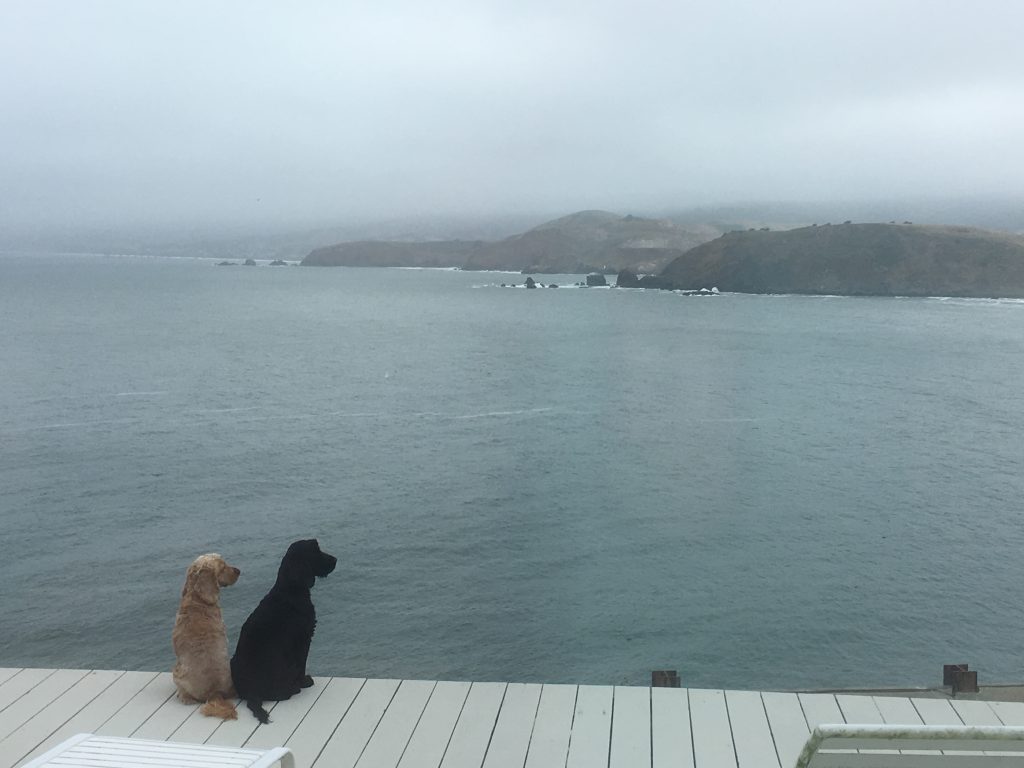 Dogs in Pacifica, California before traveling