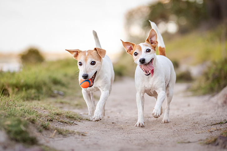 can my pets travel together