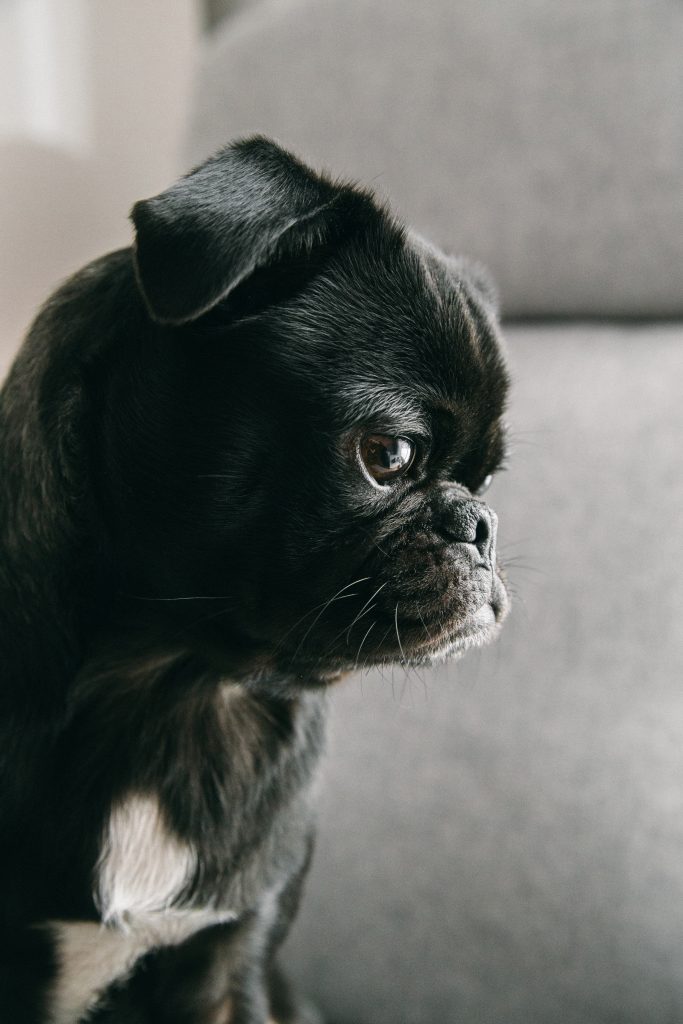 pug on planes