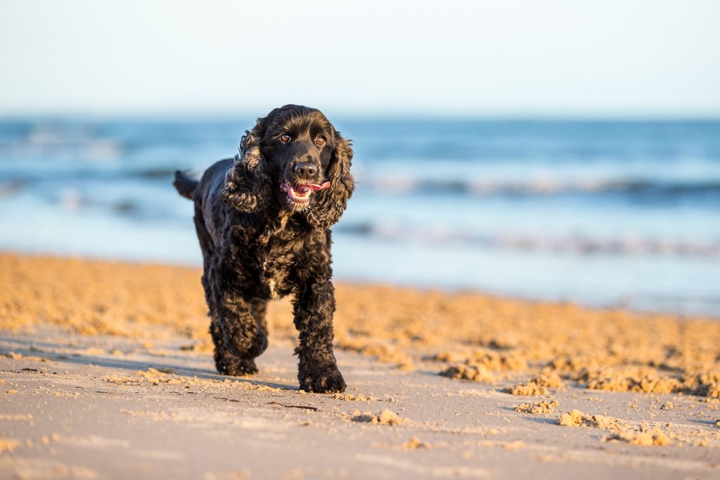 what is the dog quarantine for hawaii