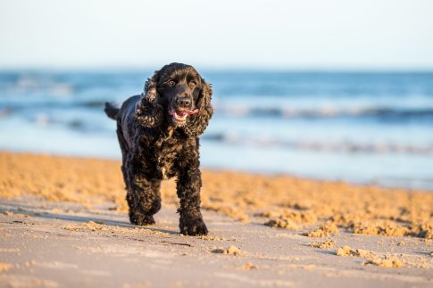 pooch on a beach