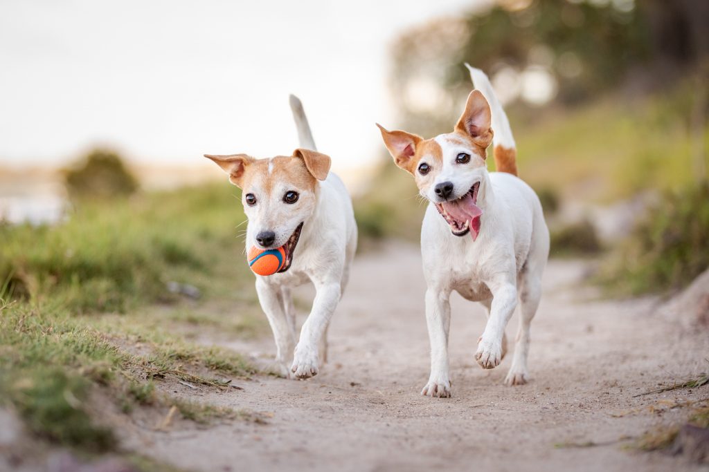 moving-pets-to-hawaii