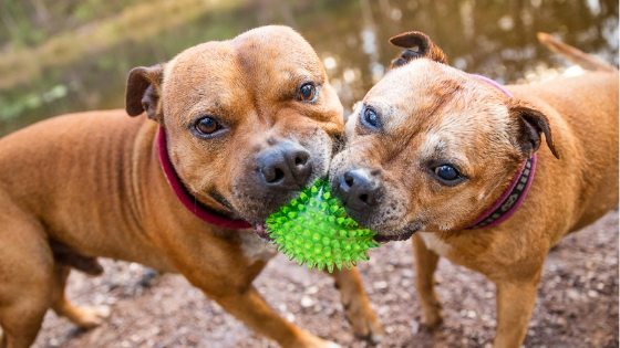 treats to help reduce separation anxiety for dogs 