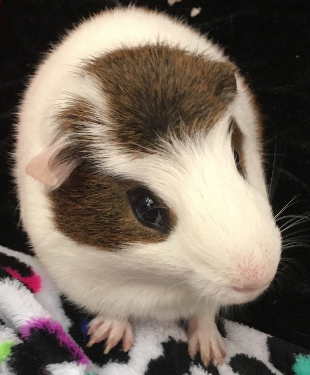 Oreo & Skippy - Guinea Pigs 