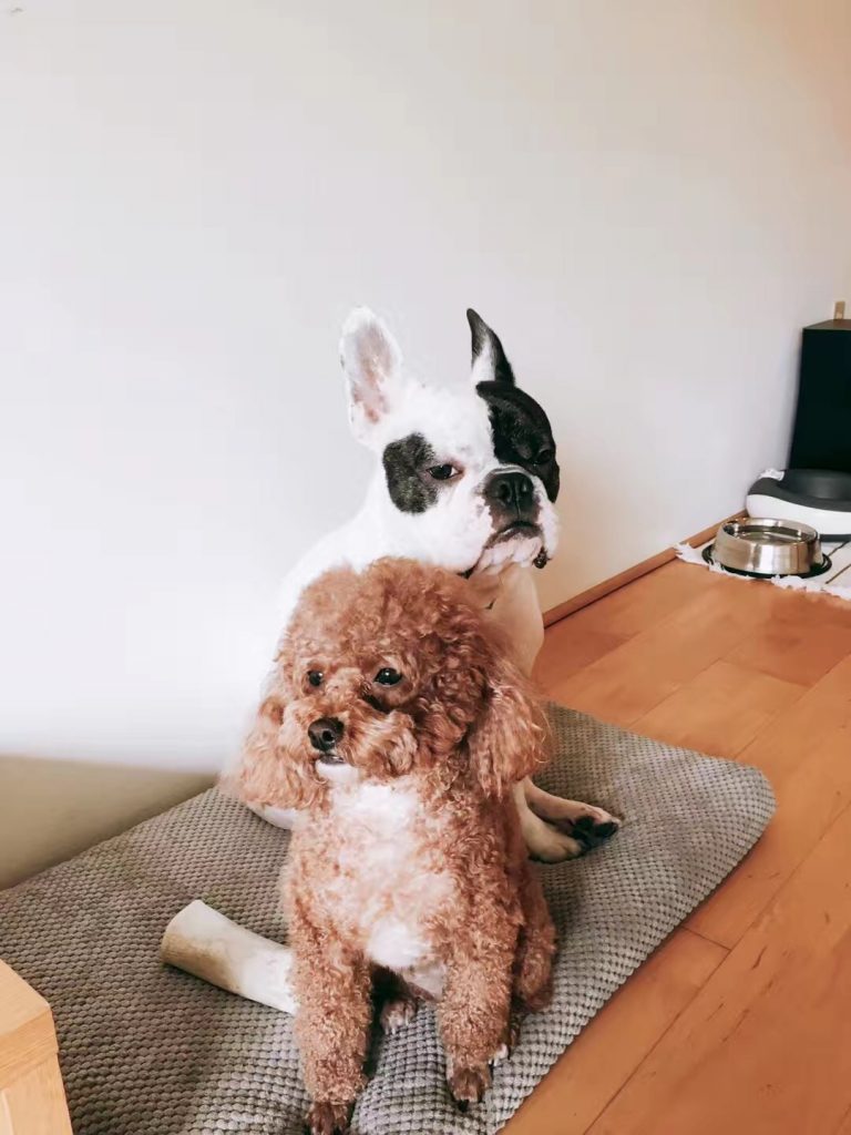 dogs travel to australia shipping on plane