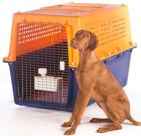 dog travel services, dog next to a travel crate