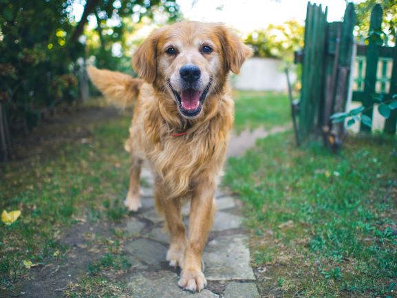 how much does it cost to send a dog on an airplane