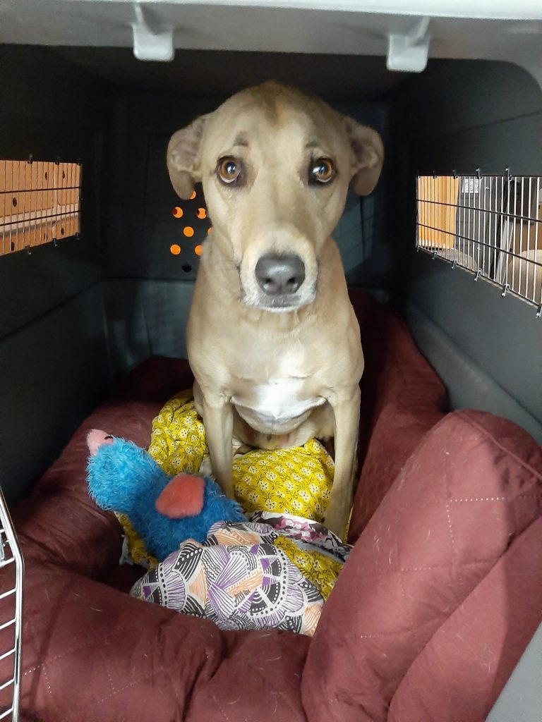 Dog in crate