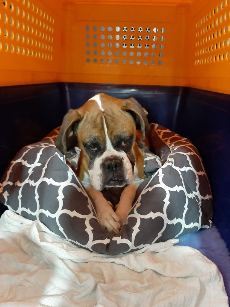 Dog in bed in crate