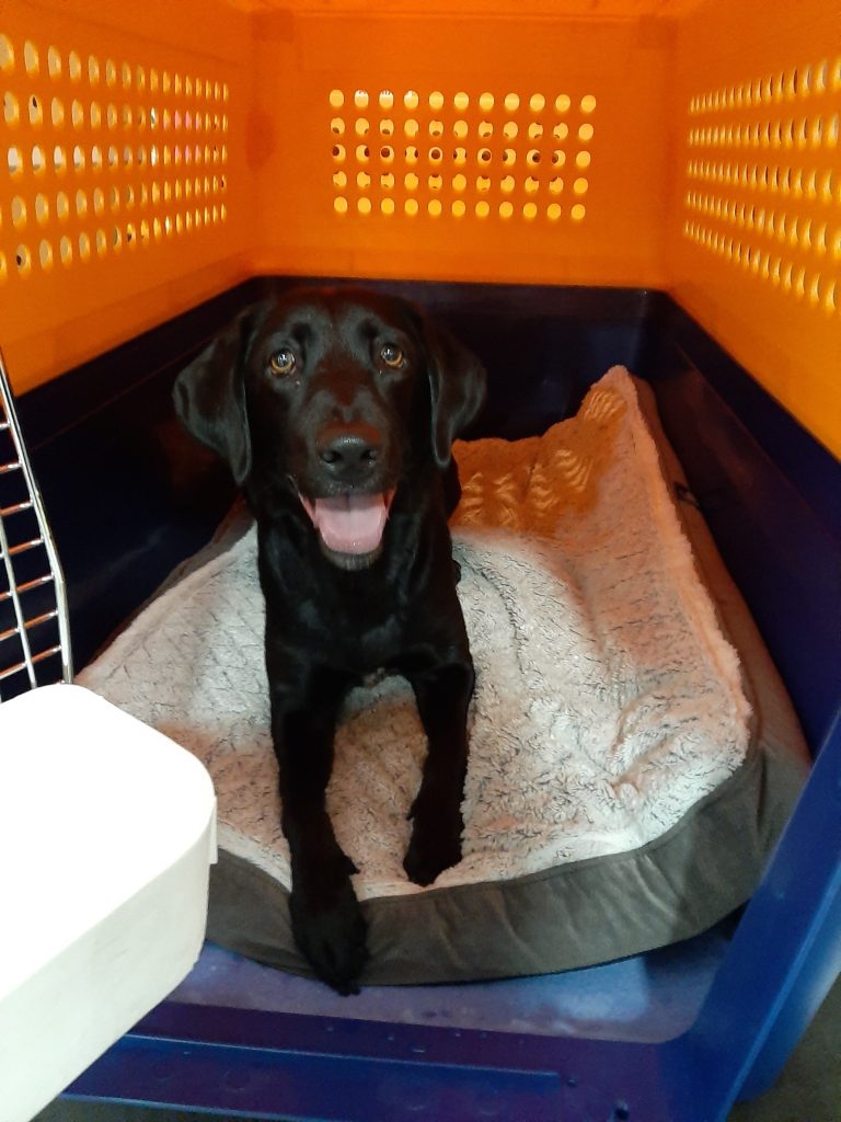 Crating an anxious store dog