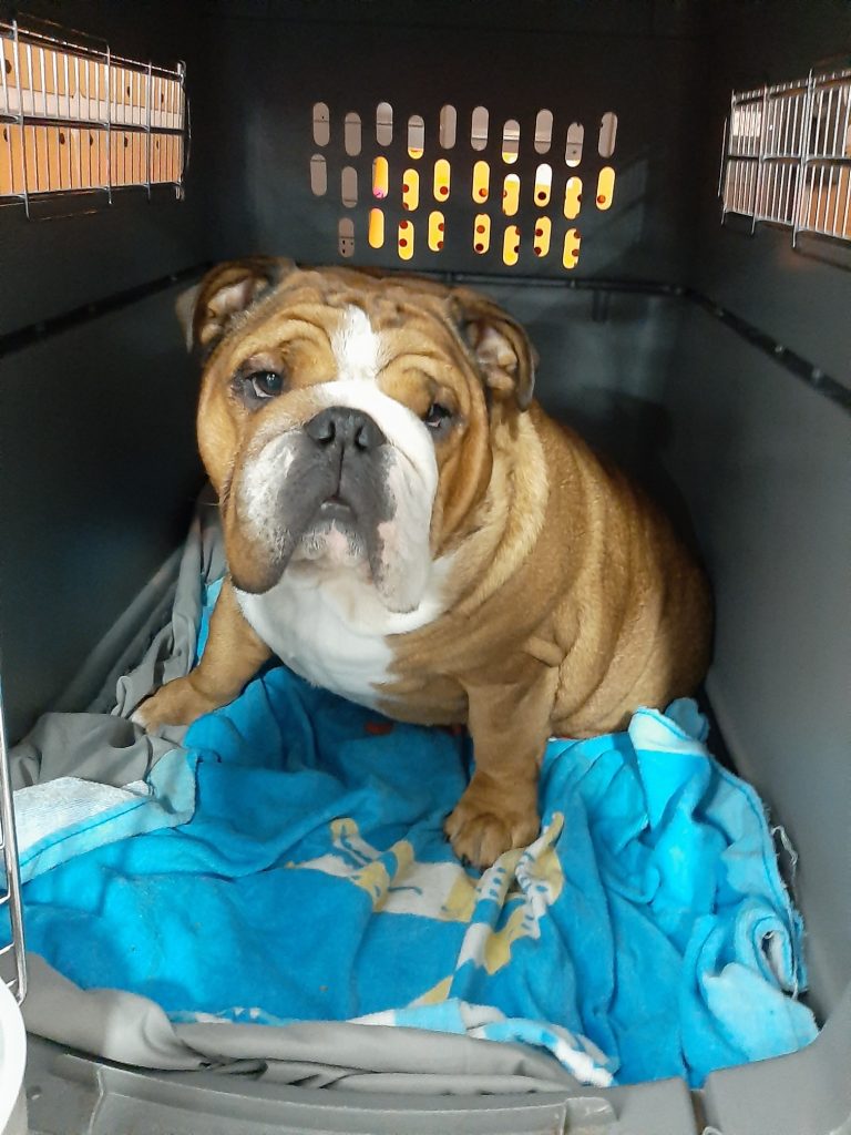 Dog in crate