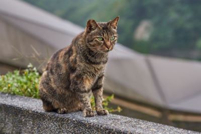 Cats in New Zealand