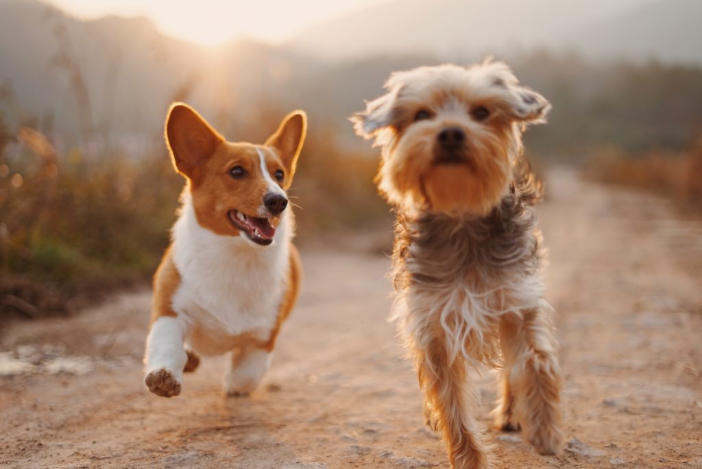 Pets in New Zealand