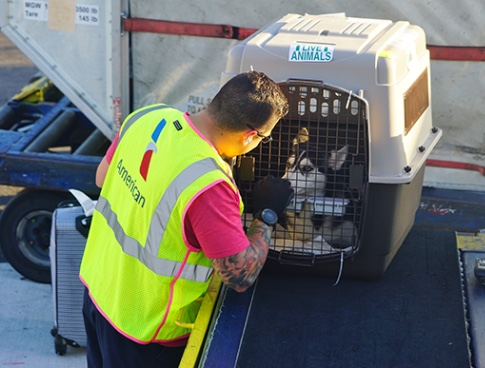 dog cat shipping services