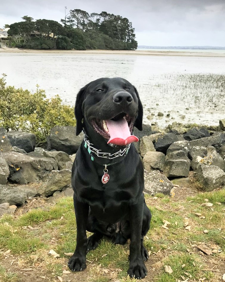 From Canada to the US to New Zealand - Doug's journey home during difficult times