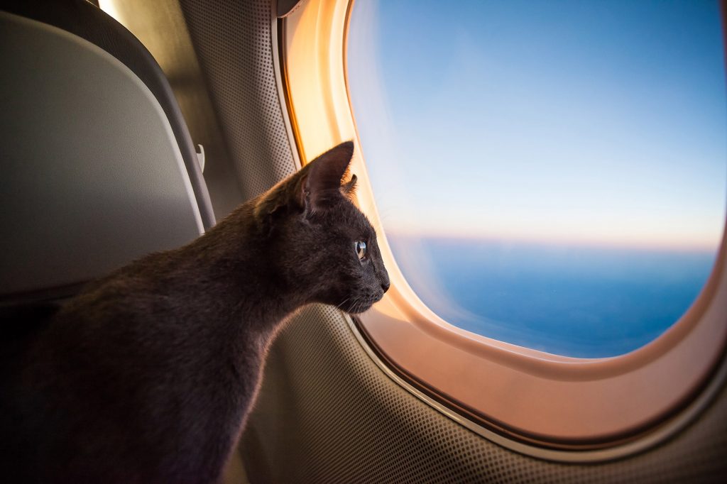 pet cat checking out the plane window view
