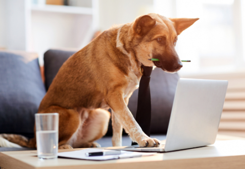 pet dog focusing on a laptop with pen in mouth