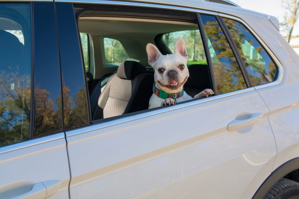 Flying with your dog Snub Nose (Brachycephalic) Breeds