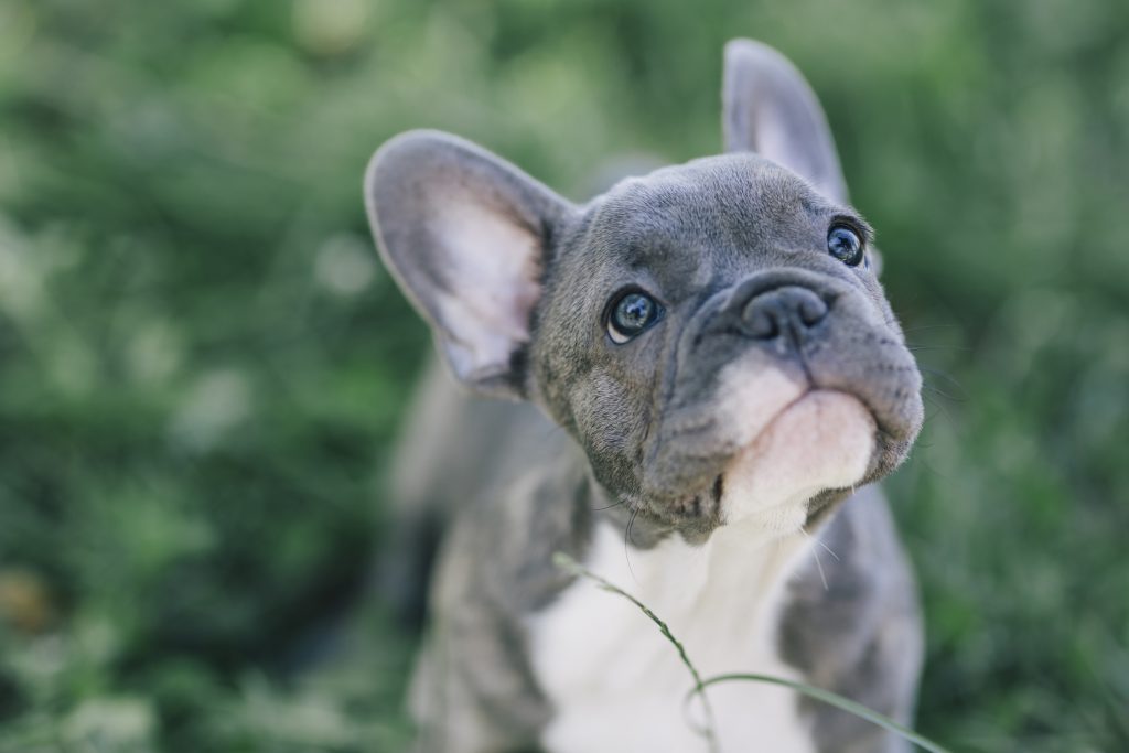 3 months old blue french bulldog