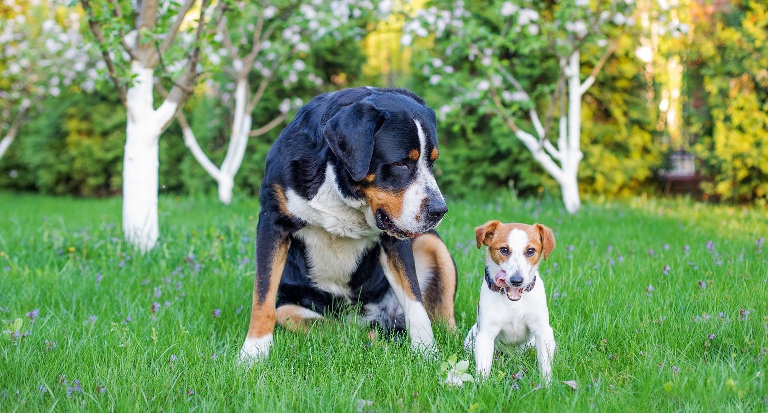 Small Dog And Big Dog Best Friends