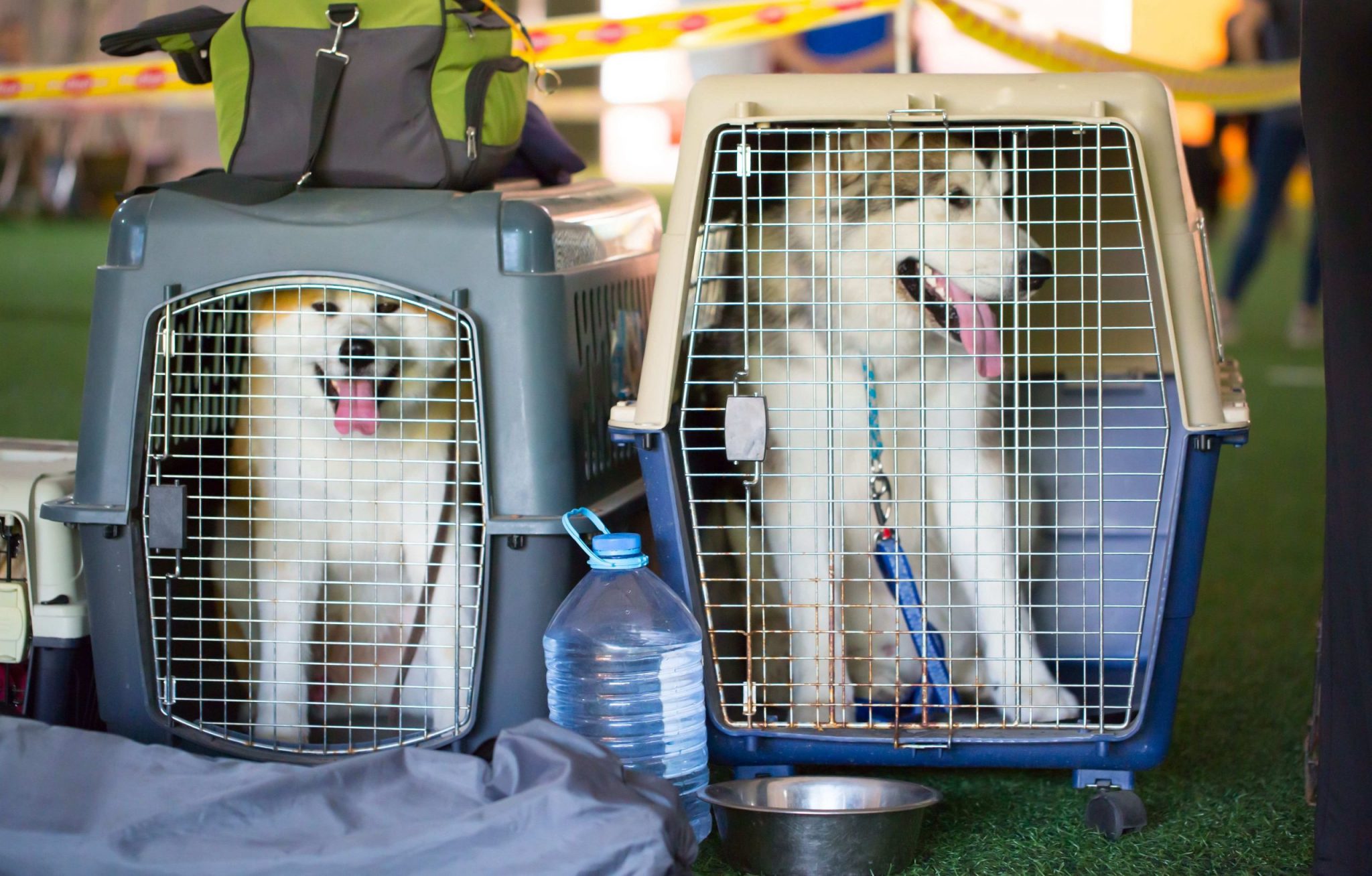 How to Fly With a Large Dog - Pet Express