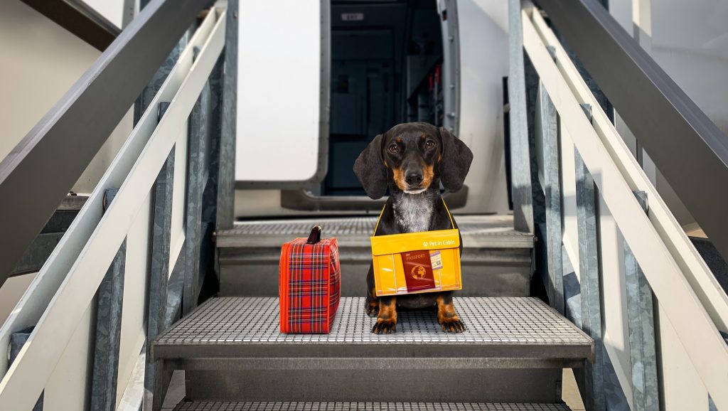 Dachshund Sausage Dog With Luggage Bag Ready To Travel As