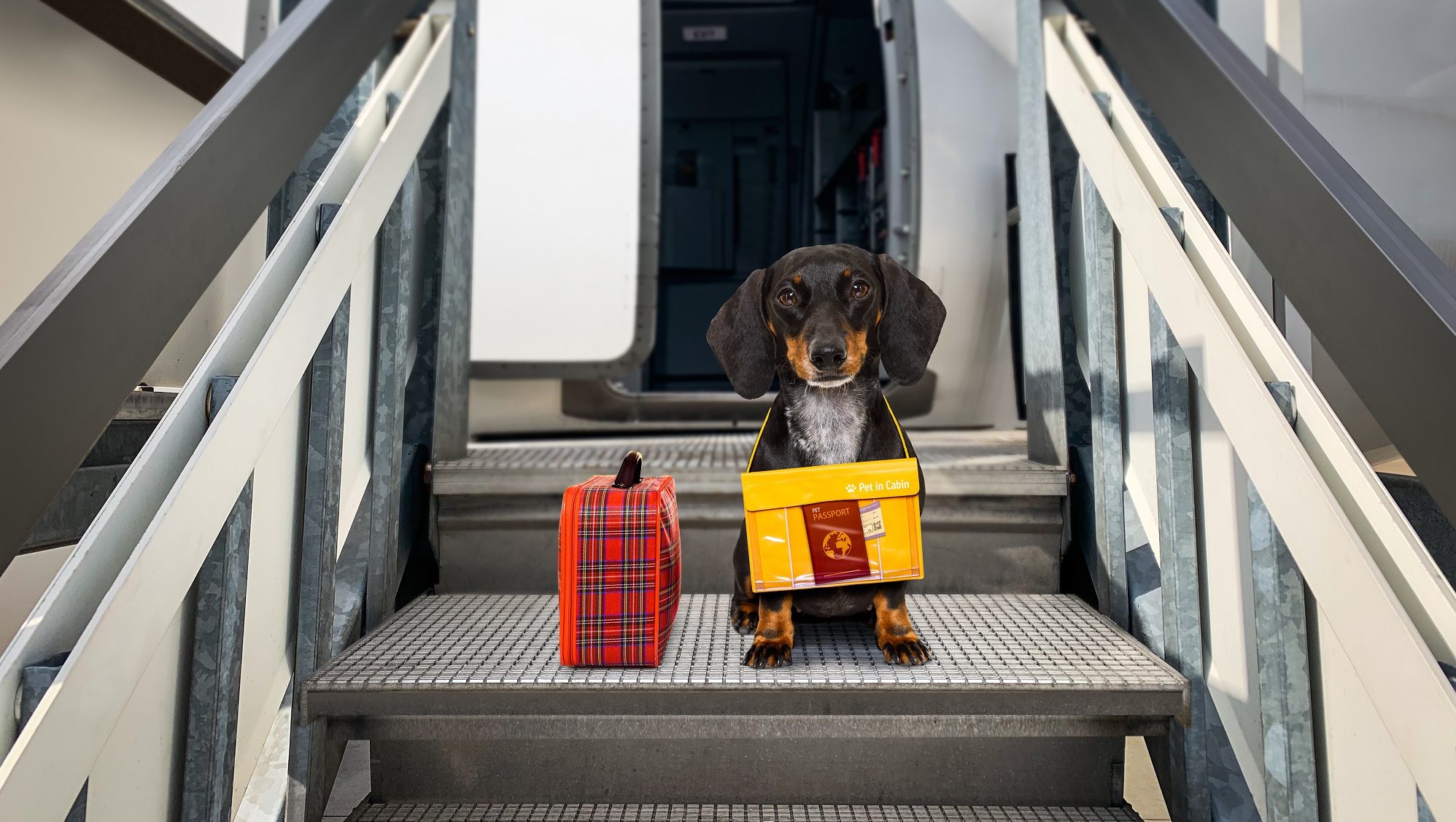 Dachshund Sausage Dog With Luggage Bag Ready To Travel