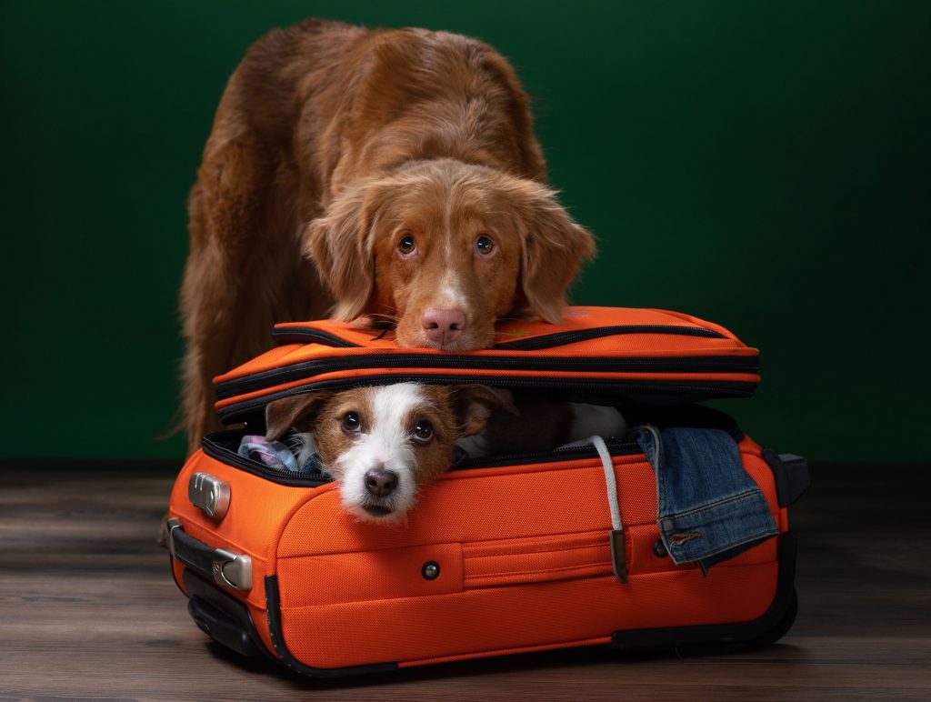 how do you fly with a puppy in the cabin