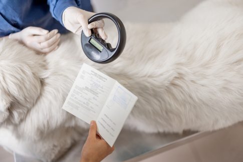 checking up dog with vet