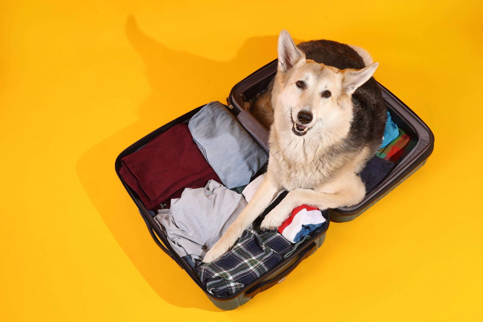 How to Fly With a Large Dog Pet Express