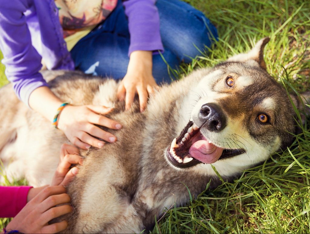 Does this dog look too big to fit underseat? : r/AlaskaAirlines