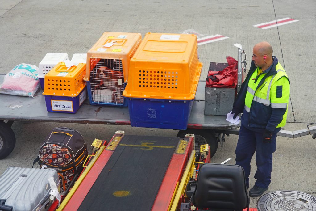 Pets in carriers at the airport