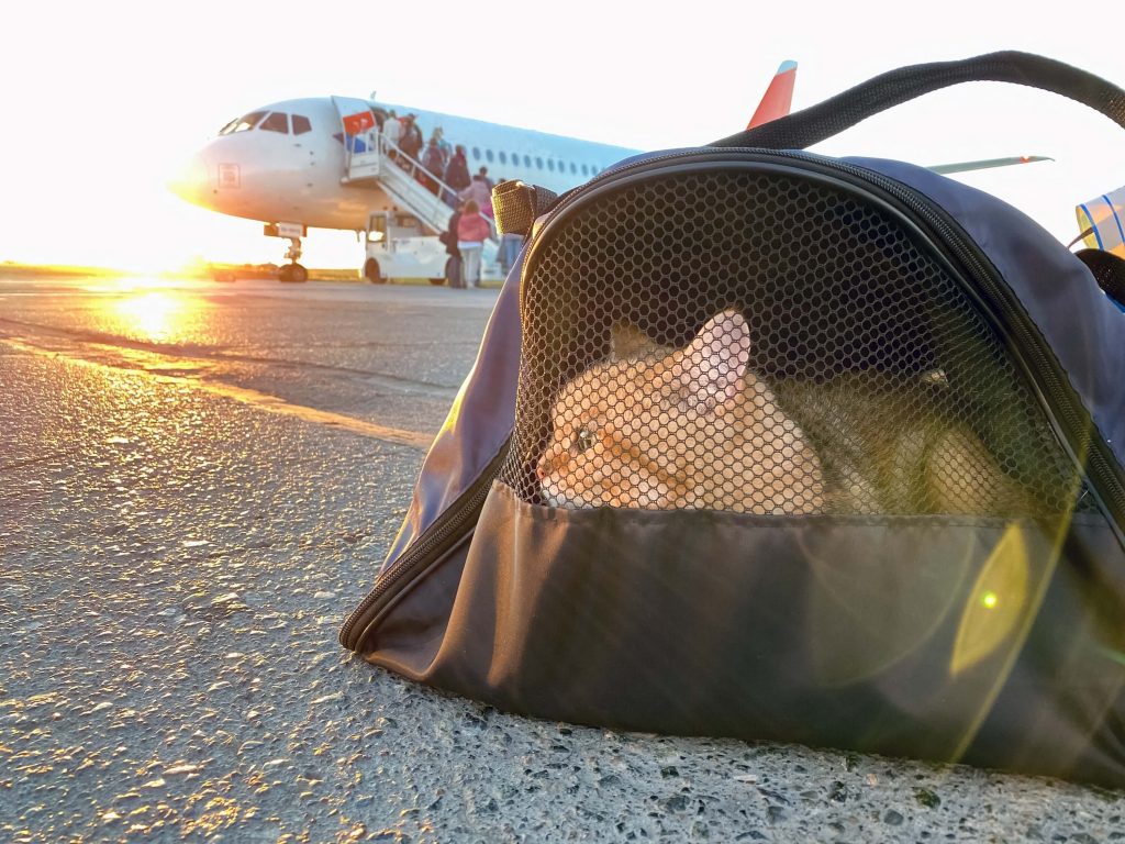 Cat in pet carrier at the airport
