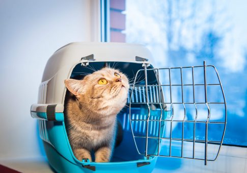 Cat in a pet carrier