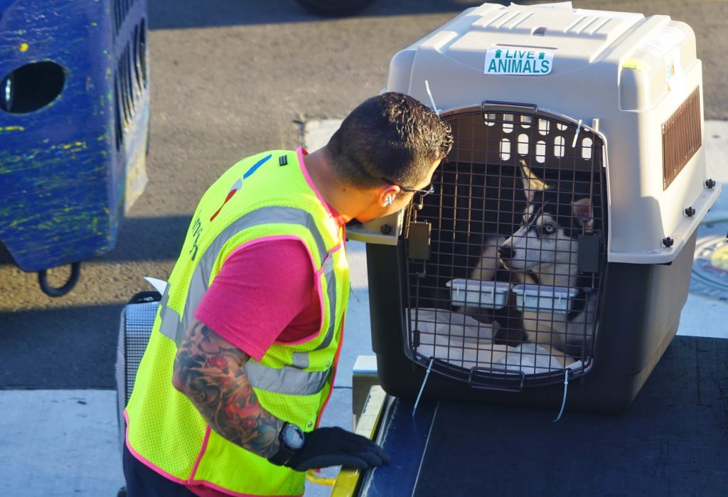 Dog in pet carrier