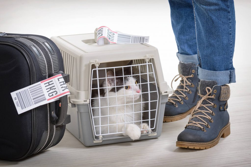 American pet cargo best sale