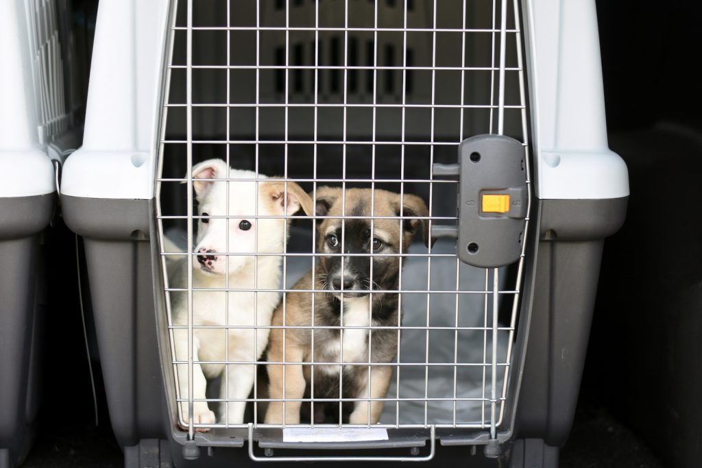 Puppies in a container for transporting animals.