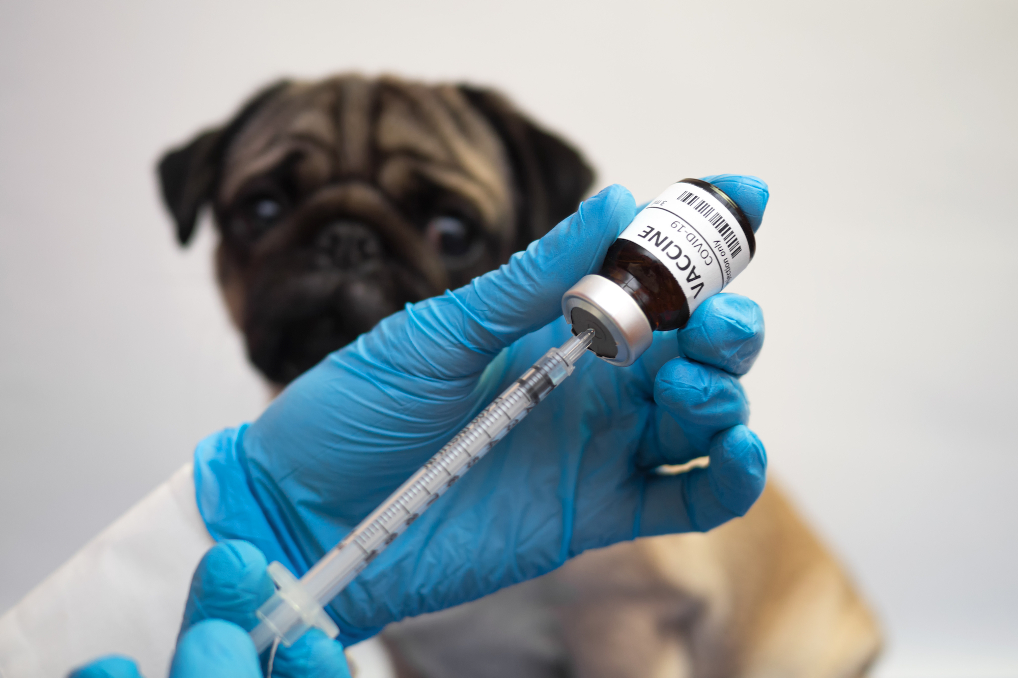 Medicine and vaccine research, Scientist testing drug on dog