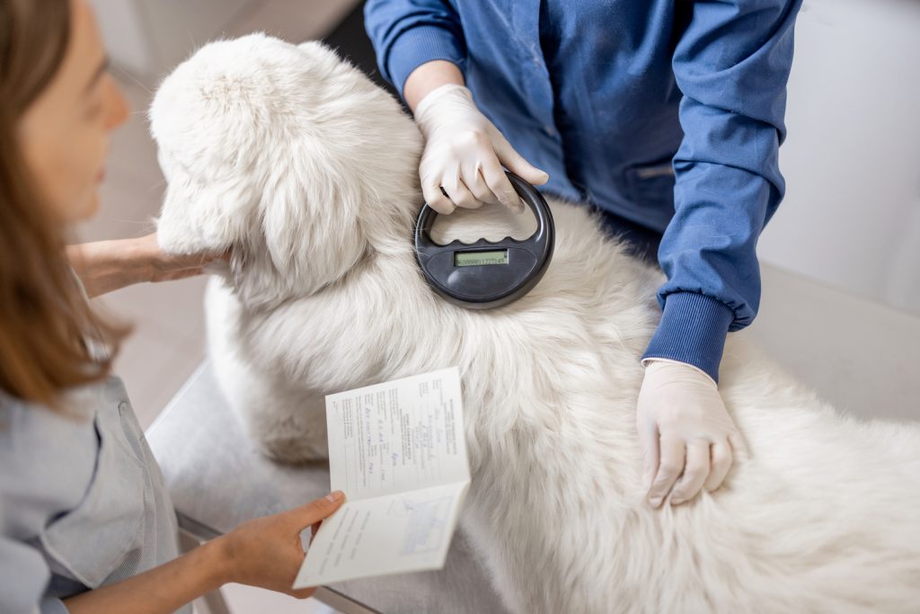 Veterinarian checking microchip implant under sheepdog dog skin