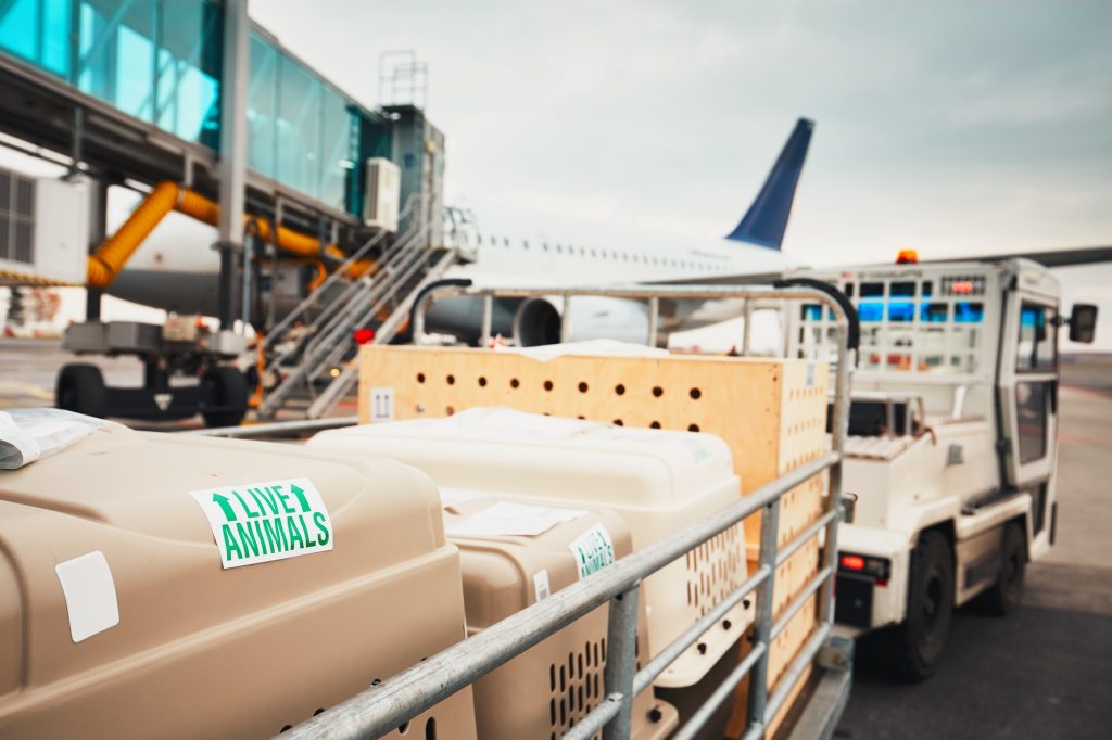 Dogs traveling by airplane. Boxes with live animals at the airport.