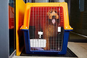 Best airline sale dog crate