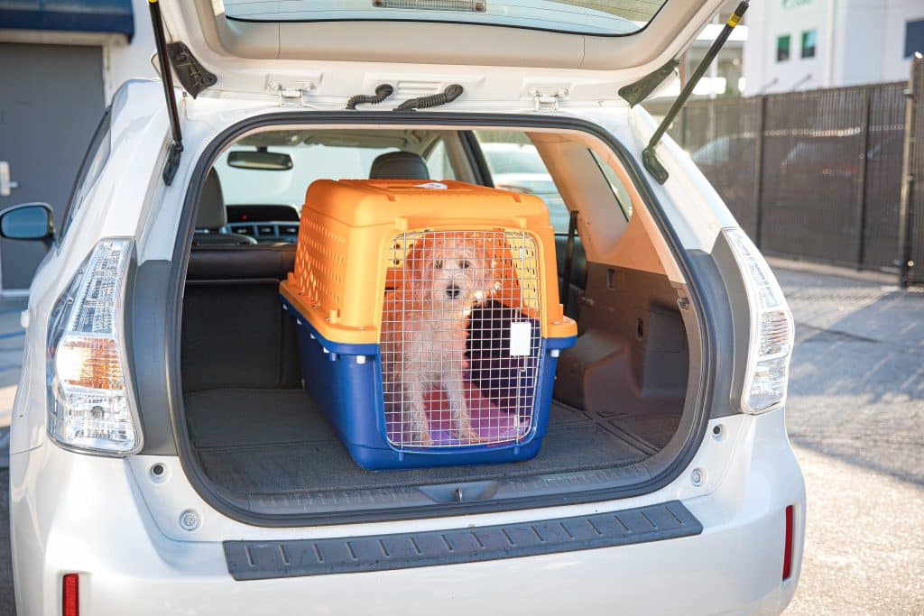A dog in a pet crate in the boot of a car